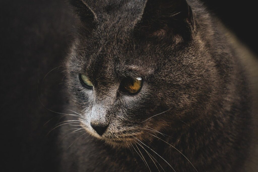 cat, kitty, feline, pet, animal, portrait, nature