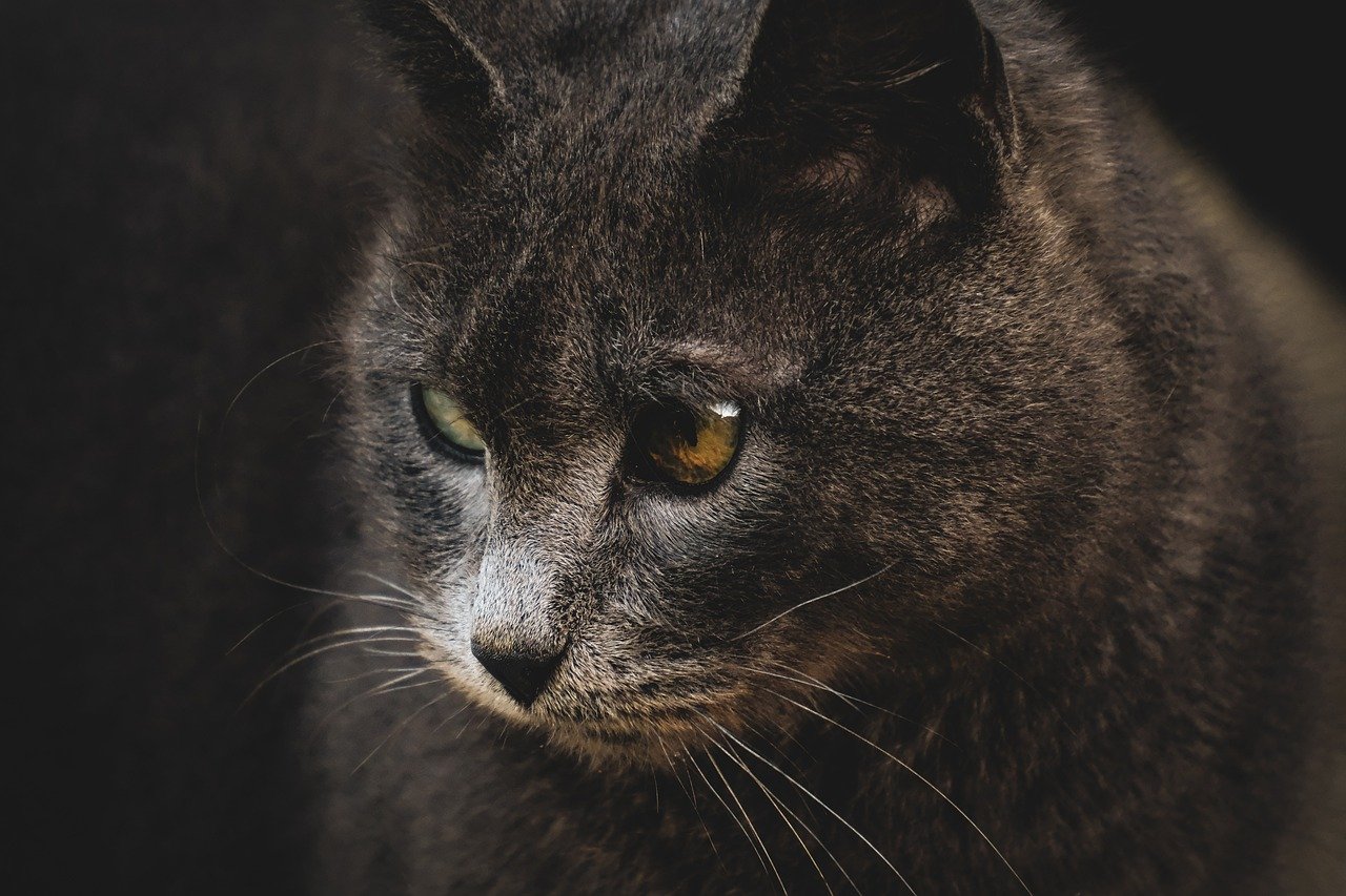 cat, kitty, feline, pet, animal, portrait, nature