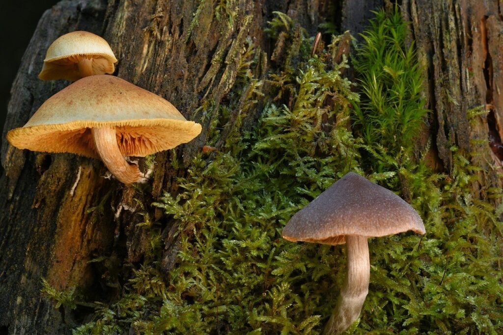 mushrooms, forest, fungal science, close up, forest floor, moss, tree, winter, lamellar mushrooms