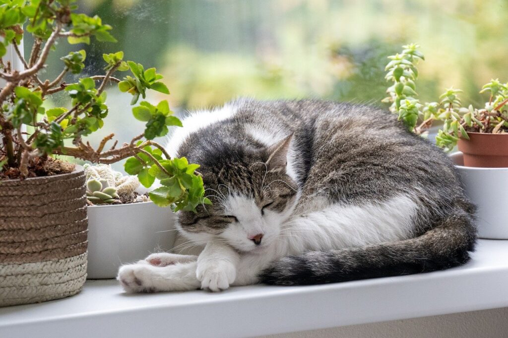 cat, nature, animal, pet, domestic cat, cute, sleep
