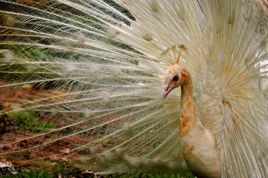 white peacock, peacock, bird, animal, feathers, plumage, wildlife, nature, avian