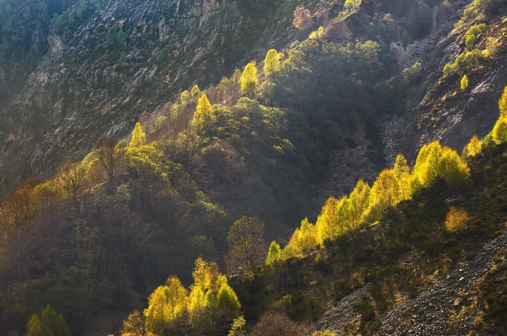 mountain, trees, forest, slope, nature, autumn, season