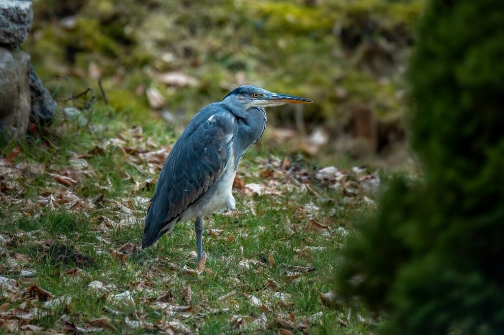 grey heron, heron, bird, animal, feathers, plumage, wildlife, nature, wild animal, fish hunter, reed, beak, wing, elegant, migratory bird, landscape