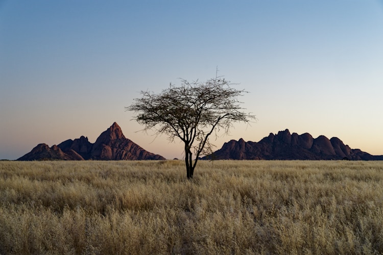 A lone tree in a field with mountains in the background