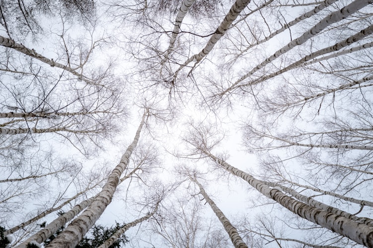 Looking up at a group of tall trees