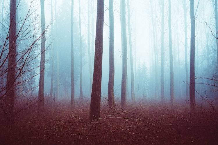 A forest filled with lots of tall trees
