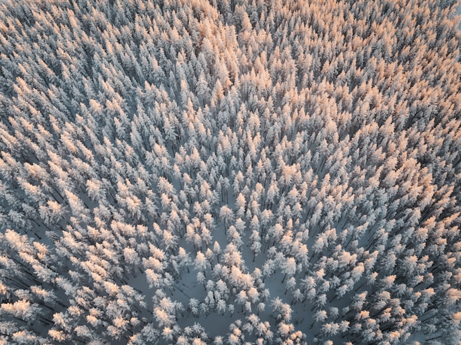 An aerial view of a tree in the sky