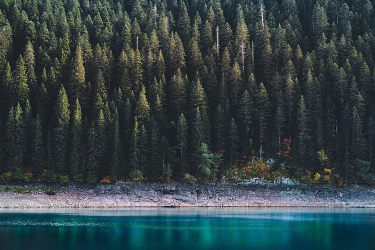 Dense forest borders a calm, blue lake.