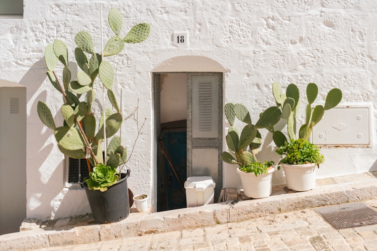 Cactus plants decorate an entrance in the bright sun.