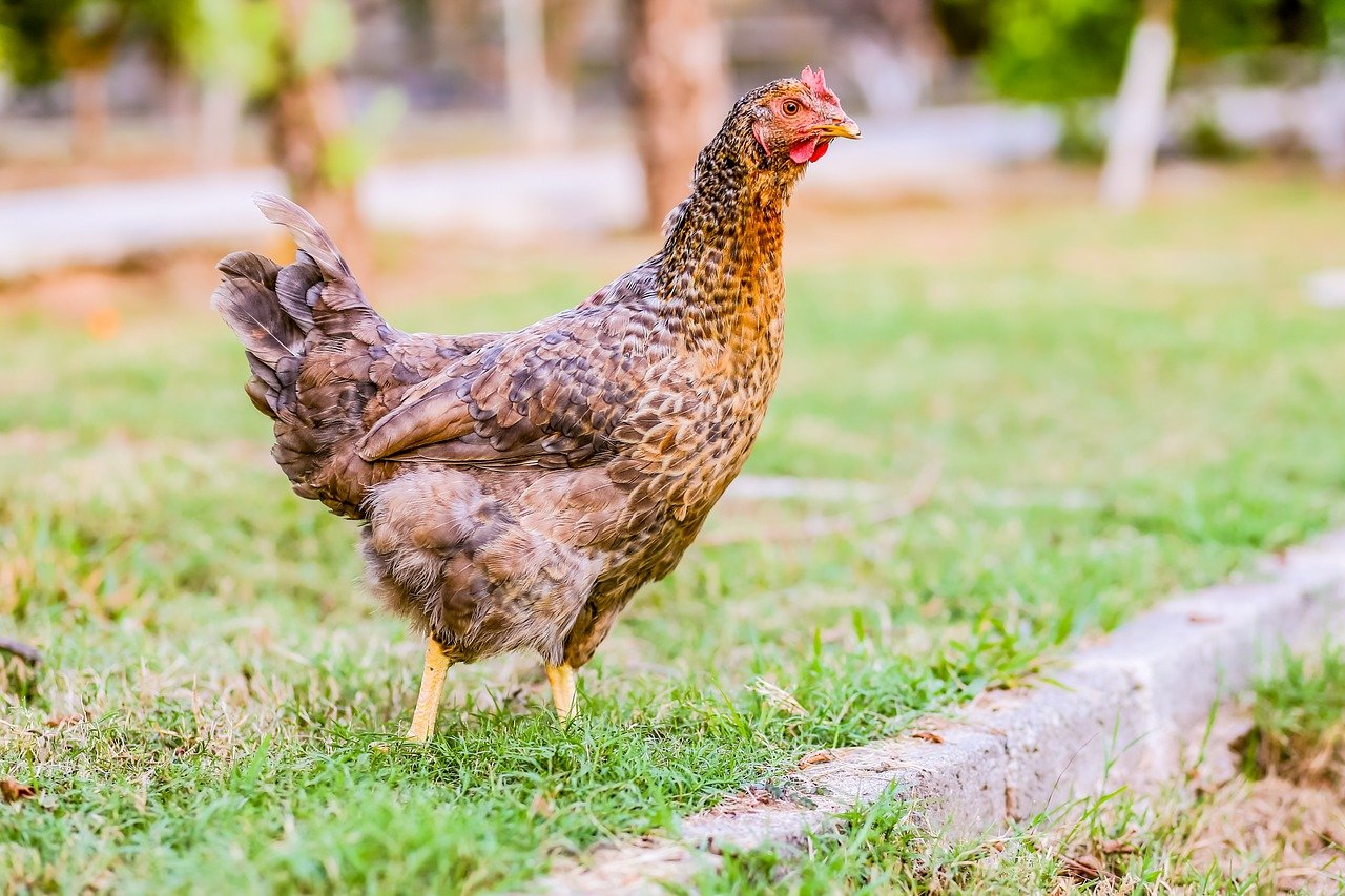 hen, animal, nature, wildlife, bird, chicken, chick, poultry, farm, food, delicious, rooster