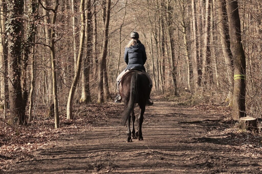 horse, equestrian, man, forest, ride out, nature, forest path, landscape