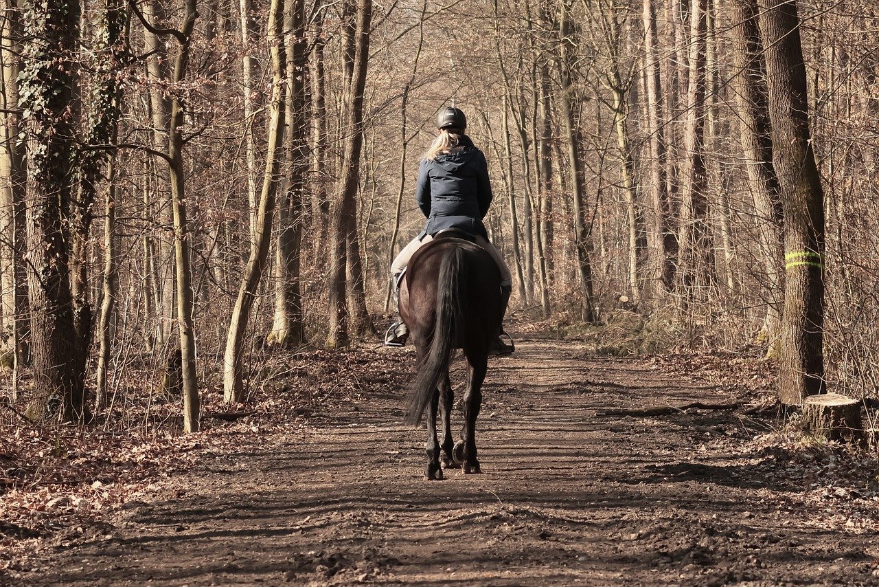 horse, equestrian, man, forest, ride out, nature, forest path, landscape