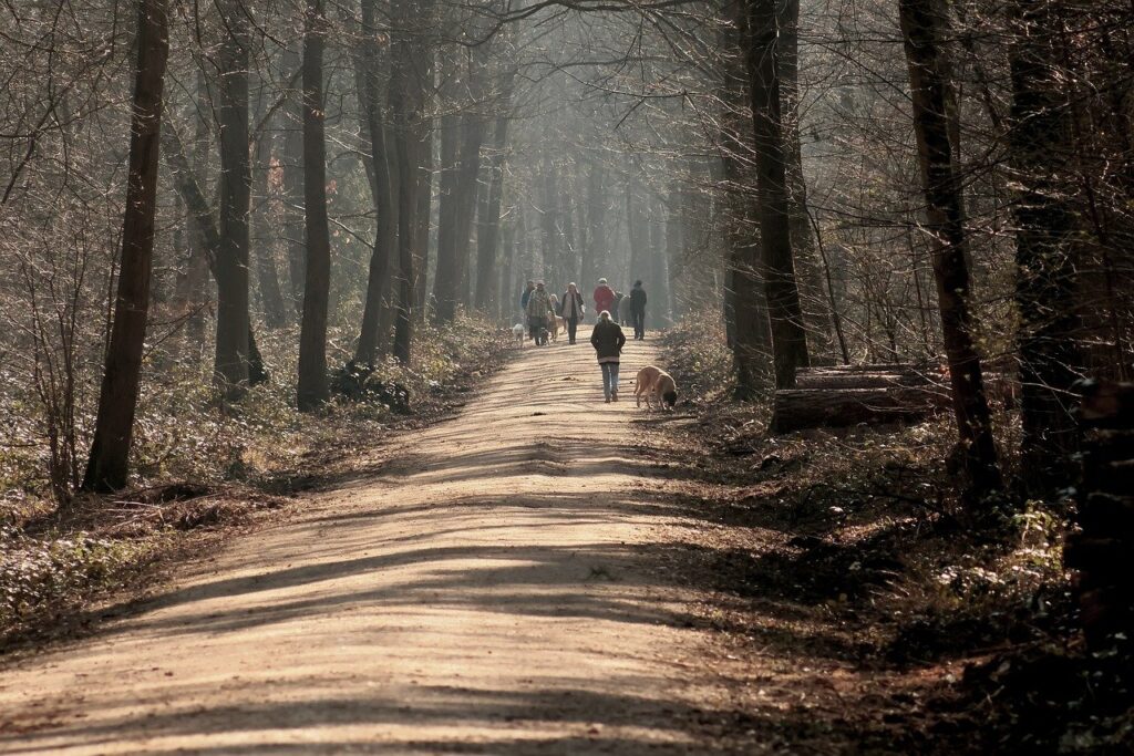 forest, trees, path, walk, forest path, nature, landscape