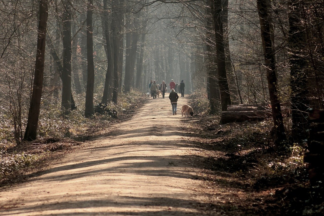 forest, trees, path, walk, forest path, nature, landscape