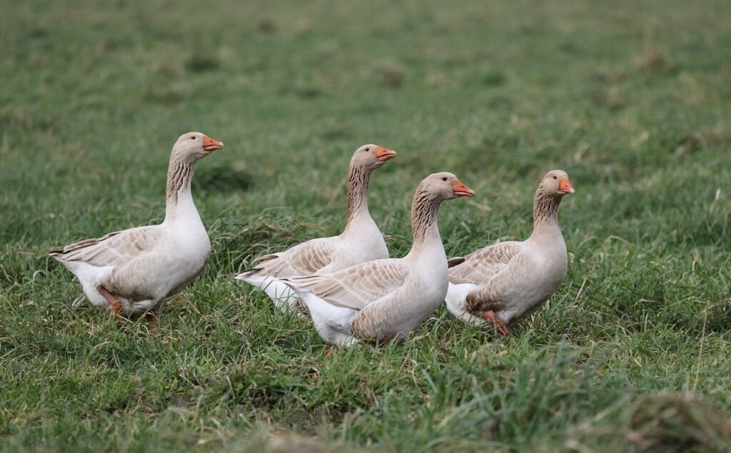 geese, bird, animal, goose, feathers, plumage, wildlife, nature, avian, field, farmland, duckling
