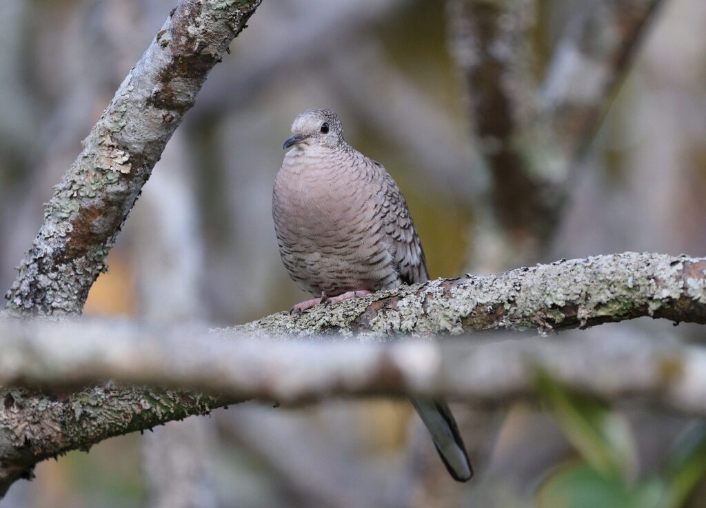dove, bird, animal, feathers, plumage, wildlife, nature