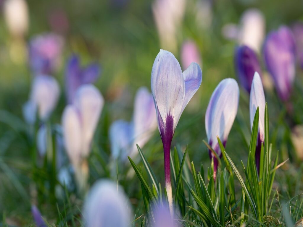 crocuses, spring, blossoms, flower wallpaper, evening atmosphere, flower background, sea of flowers, flower, garden, beautiful flowers, meadow, flower meadow, nature, colorful