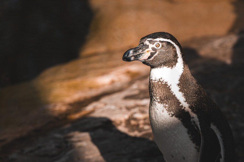 penguin, bird, animal, wildlife, beak, fauna, winter, nature, ornithology