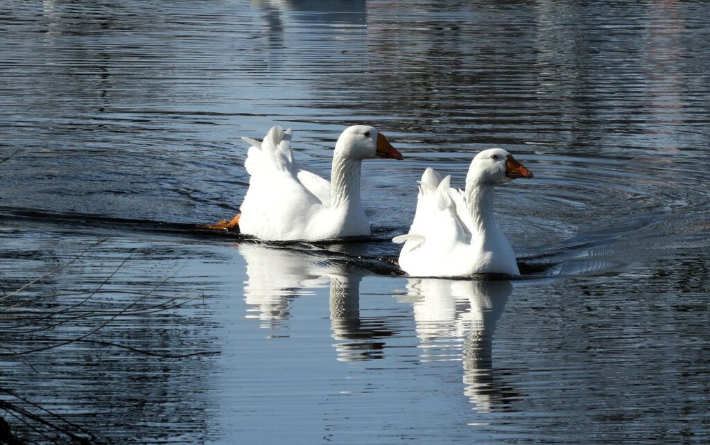 geese, waterfowl, nature, animals, together, community, fauna, plumage, feathers, landscape, birds, swimming, white geese, reflection, water