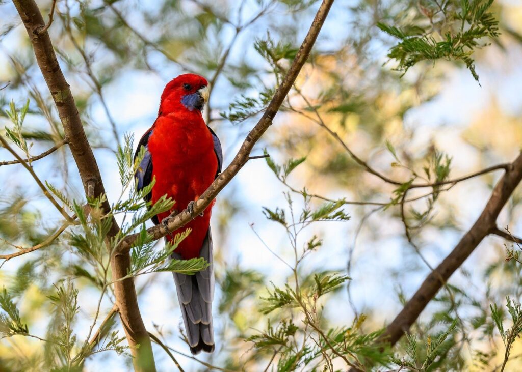 crimson rosella, parrot, bird, animal, rosella, feathers, plumage, wildlife, nature, platycercus elegans, ornithology, avian, birdwatching, red bird, wings, colourful, wild, australia, perched
