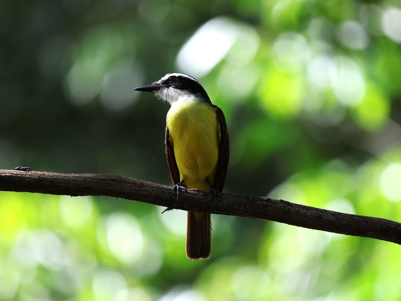 bird, costa rica, wildlife, nature, trees, avian, colorful