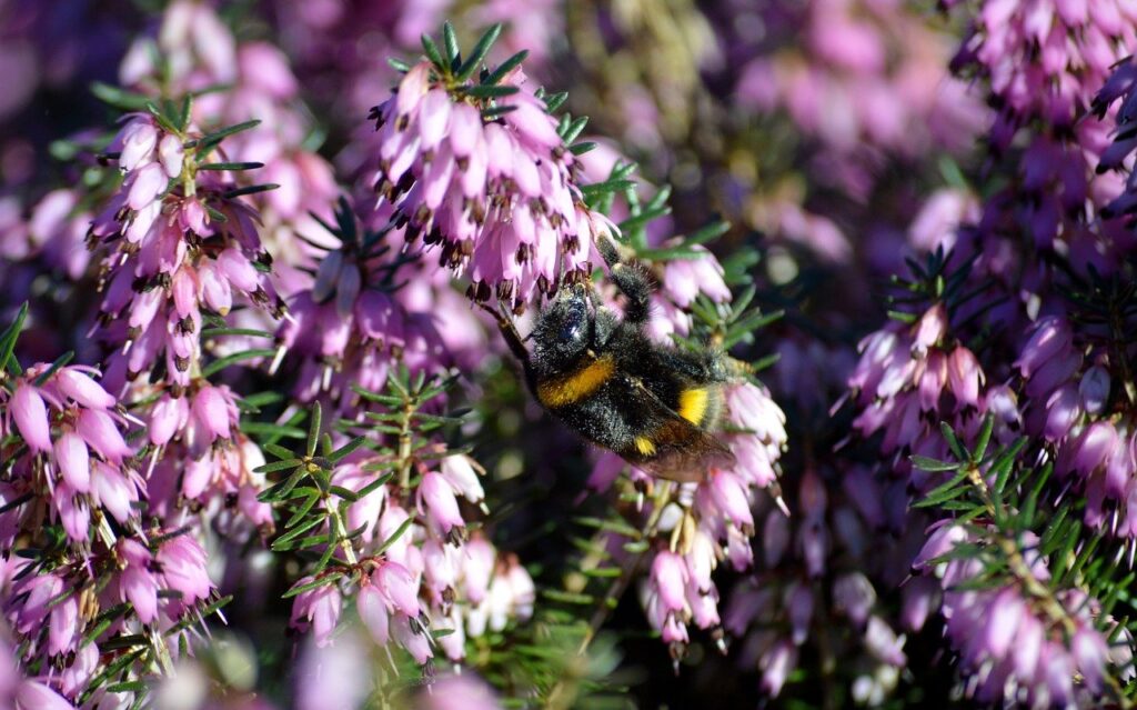 bumblebee, insect, bee, pollen, heather flowers, heather, erica, blossoms, plant, nature