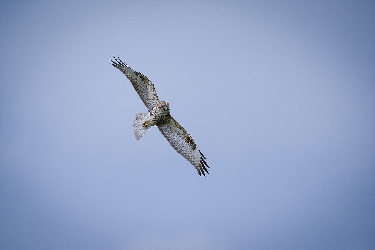 bird, animal, feathers, plumage, wildlife, nature, flight, wings, ornithology, beak, avian