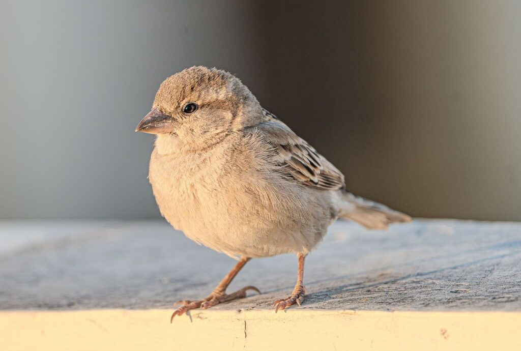 sparrow, bird, animal, nature, wildlife, ornithology, perched, feathers, plumage, beak, avian, bill, sperling, ave, protect, songbird, sakura, birdwatching, species