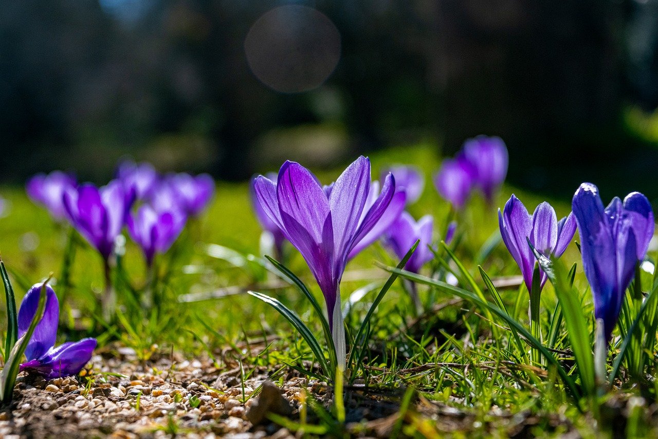 flower photo, flora, flower, blossom, bloom, hd wallpaper, close up, plant, flower picture, nature, crocus versus, decorative, simple, spring, garden, purple, garden design, wallpaper, wildflower, ornamental plant, beauty, seasonal, spring landscape, group, park
