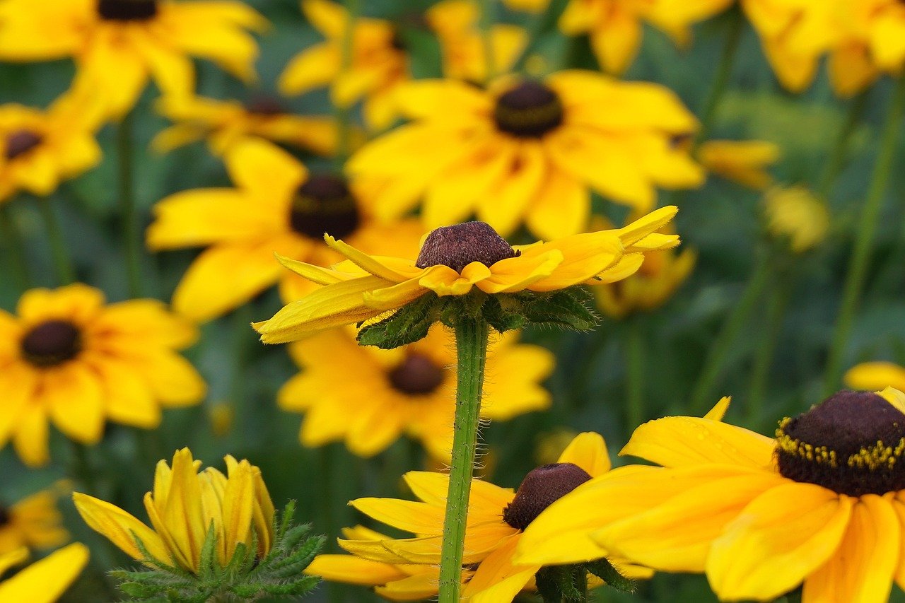 flower, rudbeckia, echinacea, laptop wallpaper, nature background, beautiful wallpaper, floral background, angiosperms, orange flowers, 4k wallpaper, 4k wallpaper 1920x1080, flower background, asteraceae, goes away, free background, flora, botany, full hd wallpaper, mac wallpaper, wallpaper hd, beautiful nature, wallpaper 4k, beautiful flowers, plants, garden, close up, colorful, free wallpaper, flower wallpaper, windows wallpaper, nature, wallpaper, nature wallpaper, coneflowers, desktop backgrounds, cereal, cool backgrounds, hd wallpaper, leaves