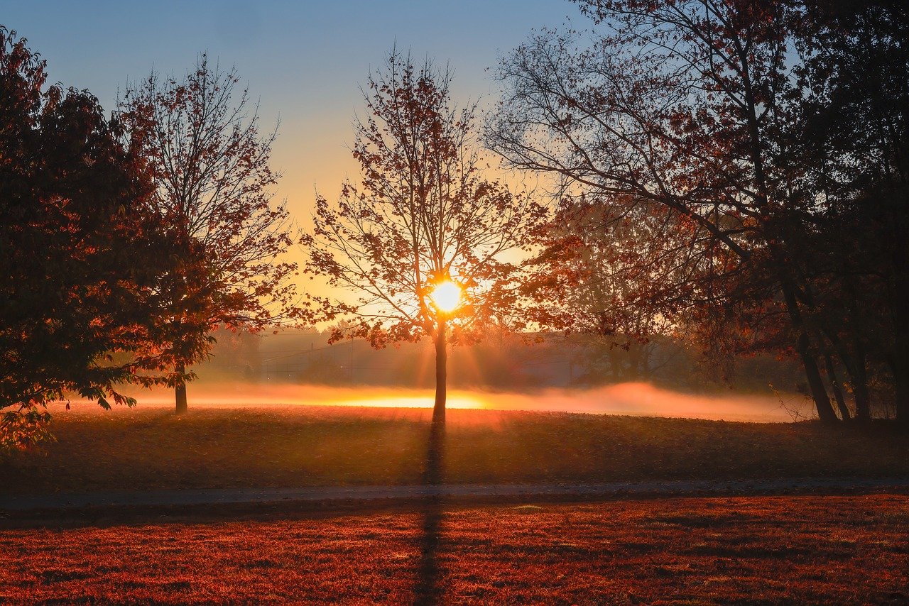 trees, full hd wallpaper, windows wallpaper, sunset, wallpaper hd, beautiful wallpaper, sunrise, beautiful nature, nature wallpaper, hd, desktop backgrounds, hd wallpaper, free background, 4k wallpaper 1920x1080, wallpaper, nature background, nature, wallpaper 4k, mac wallpaper, landscape, free wallpaper, cool backgrounds, laptop wallpaper, 4k wallpaper, autumn, fall