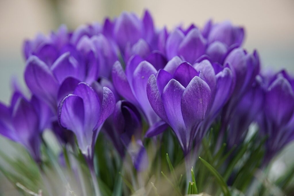 crocus, flowers, spring