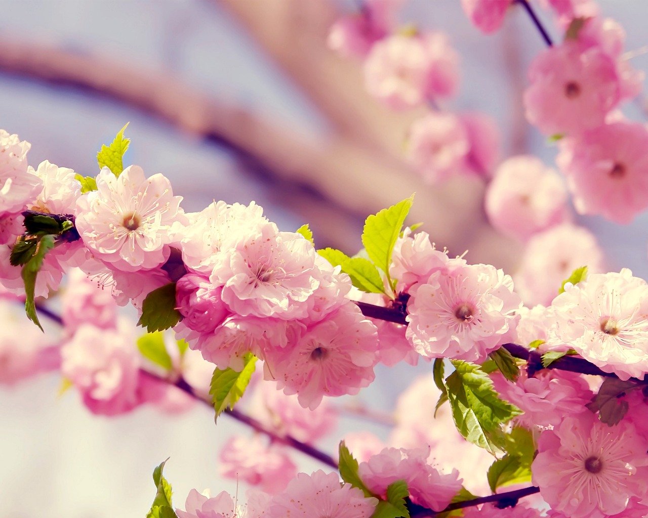 flowers, cherry blossoms, nature, beautiful flowers, flower background, branch, flower wallpaper, tree