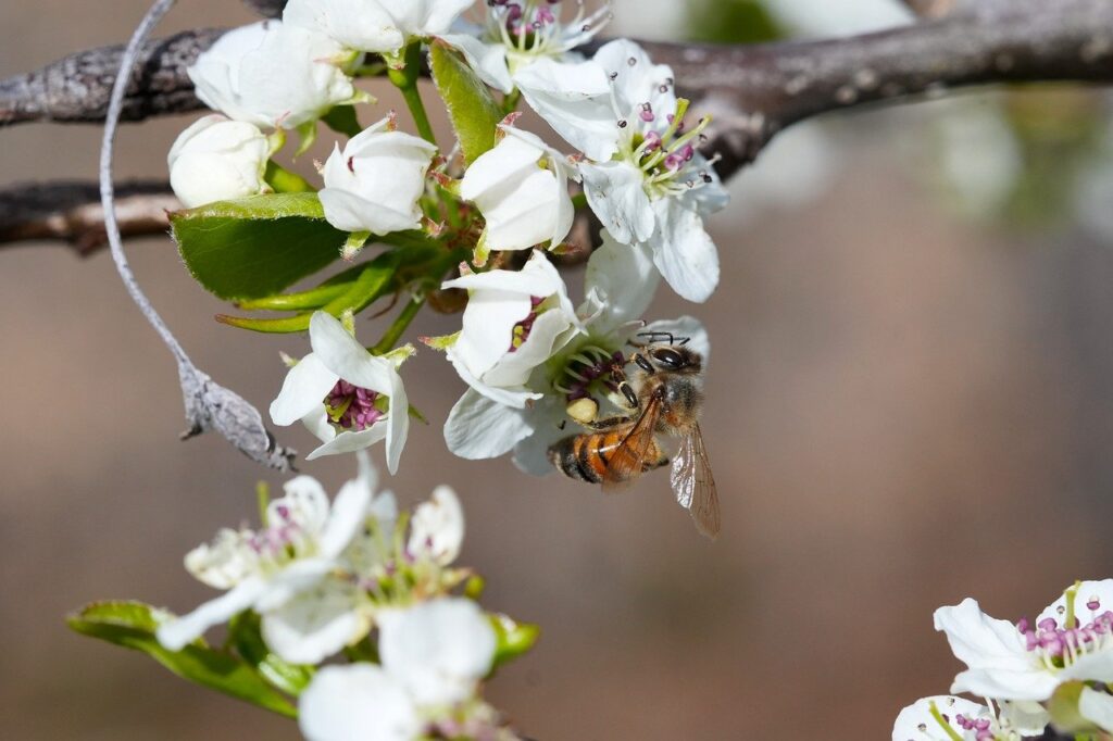 honeybee, insect, flower, flower background, bee, spring, beautiful flowers, nature, foraging, pollination, bloom, flower wallpaper, entomology, blossom