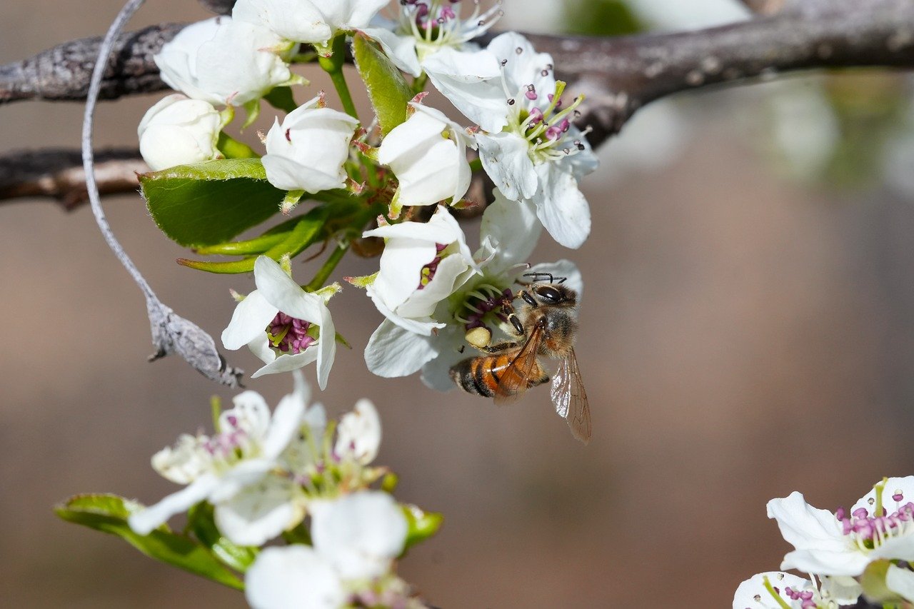 honeybee, insect, flower, flower background, bee, spring, beautiful flowers, nature, foraging, pollination, bloom, flower wallpaper, entomology, blossom