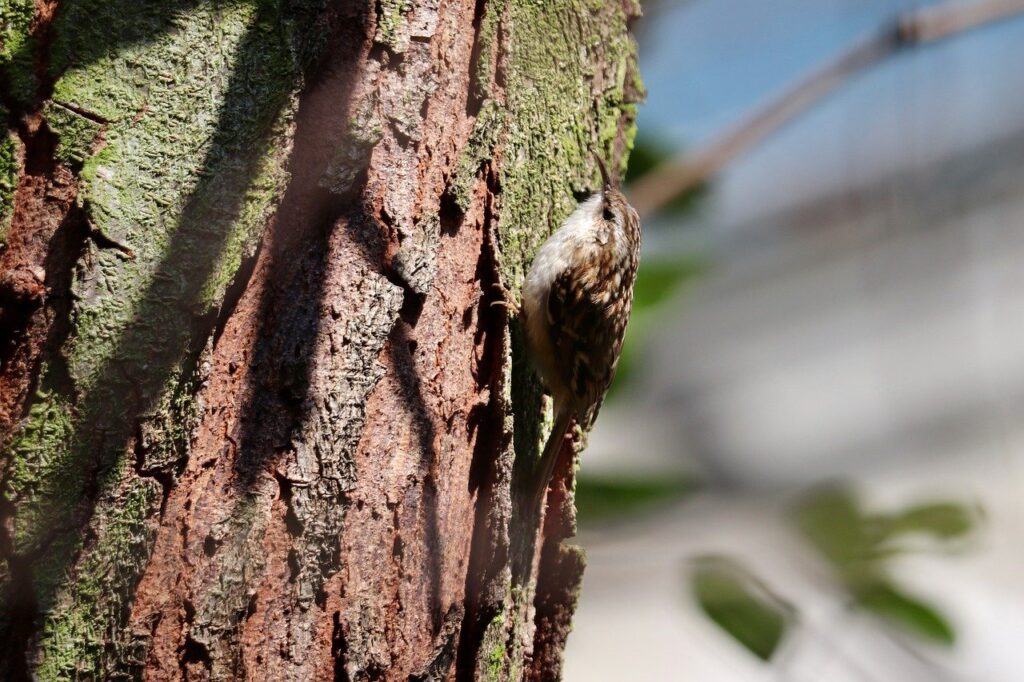 garden treecreeper, songbird, sparrow bird, garden bird, wildlife, little bird, tree bark, tree trunk, nature