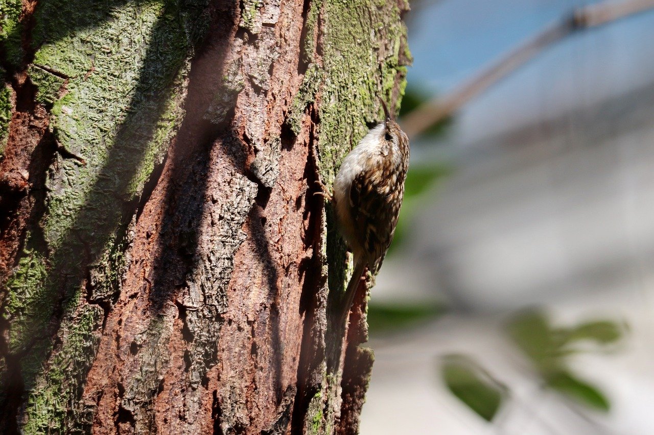 garden treecreeper, songbird, sparrow bird, garden bird, wildlife, little bird, tree bark, tree trunk, nature