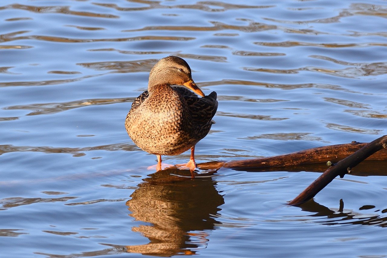 mallard, duck, water bird, plumage, beak