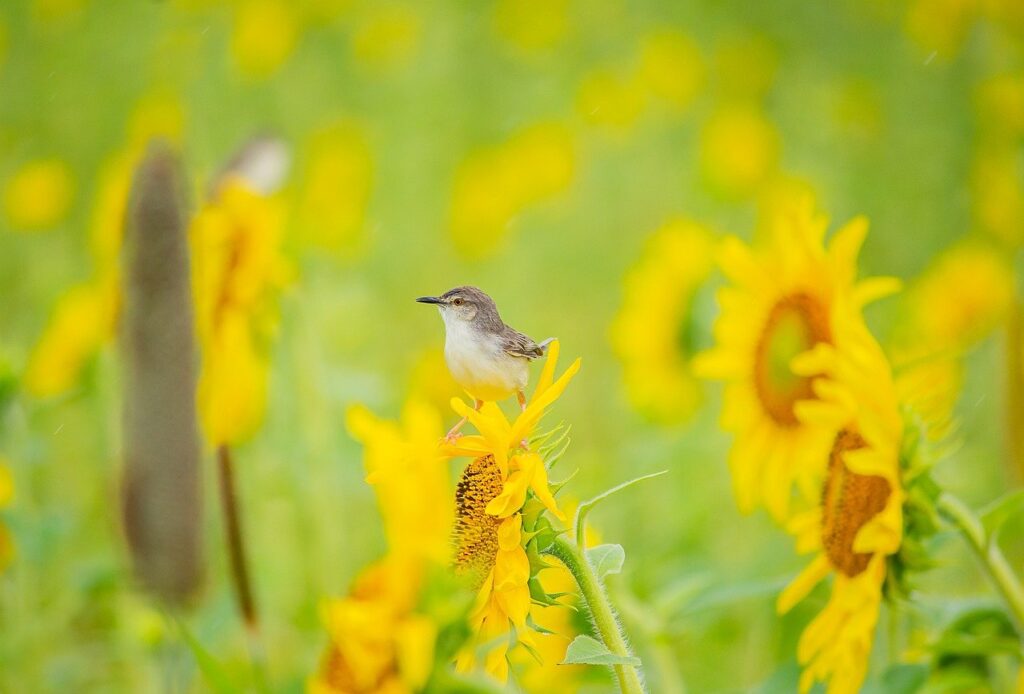 spring, nature, bloom, flowers, flora, flower wallpaper, petal, beautiful flowers, plants, flower background, botany