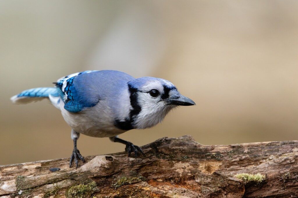 bluejay, log, crushing, feather, blue, bird, nature, wildlife, beak