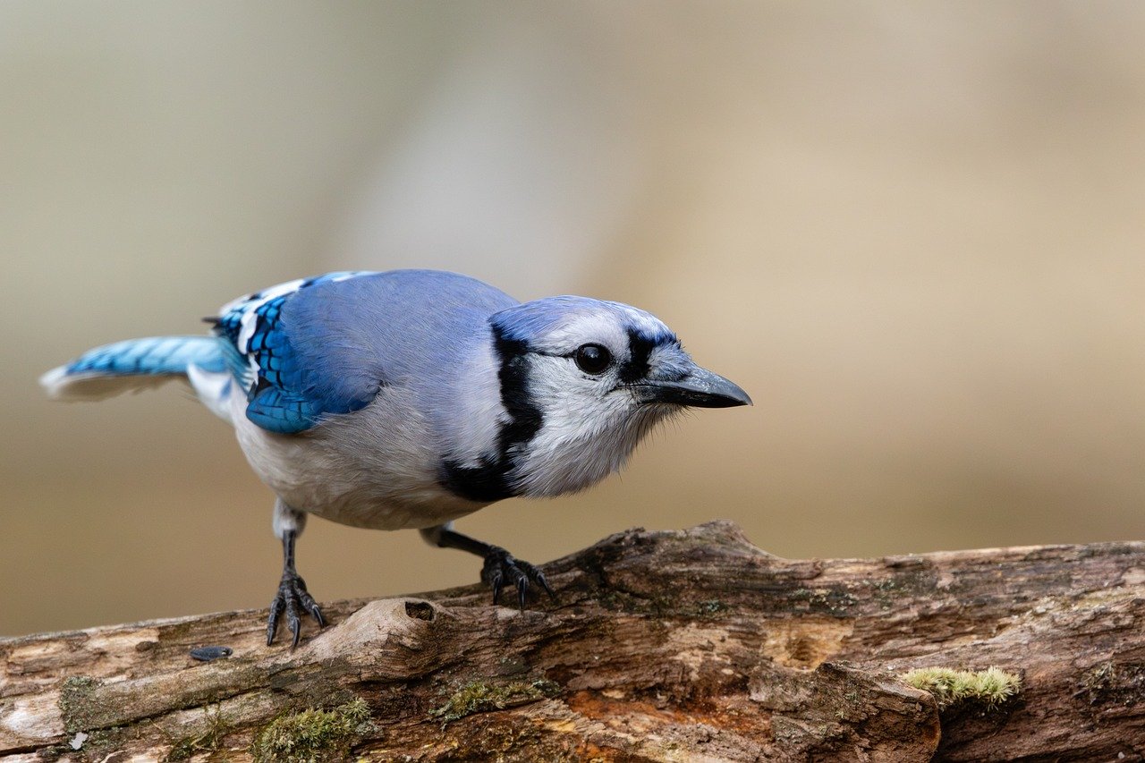 bluejay, log, crushing, feather, blue, bird, nature, wildlife, beak