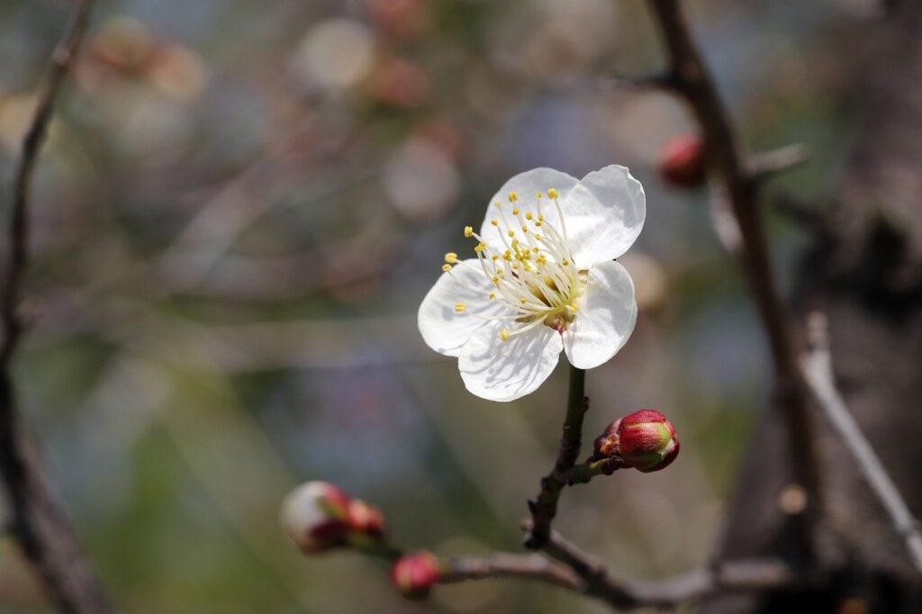 plum blossom, blossom, beautiful flowers, flower, plum tree, flower wallpaper, spring, colorful, flower background, affix, nature