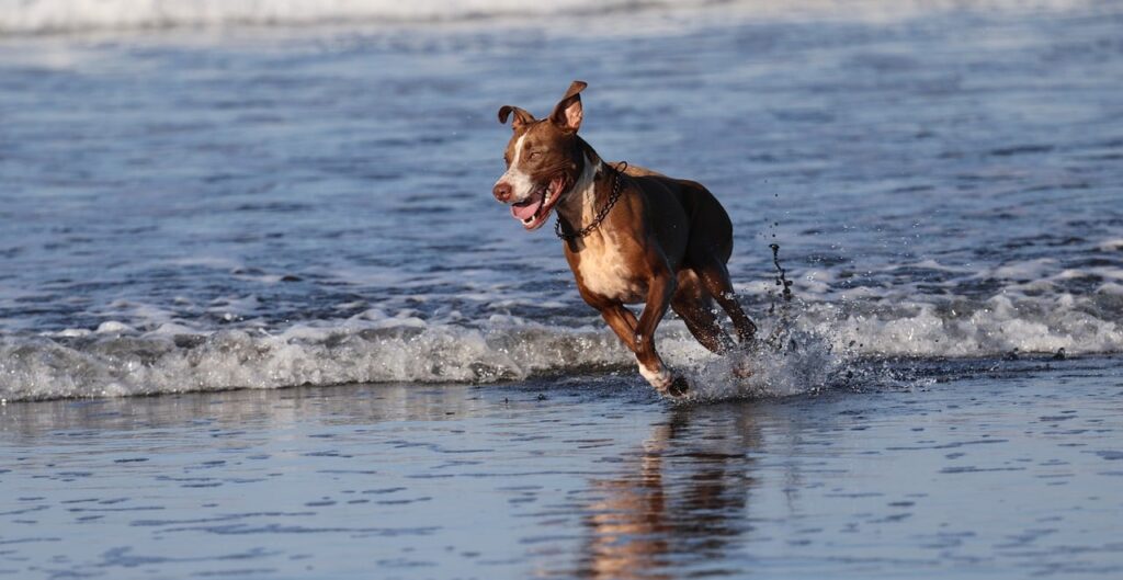 dog, animal, pet, playing, landscape, nature, sun, beach, waves