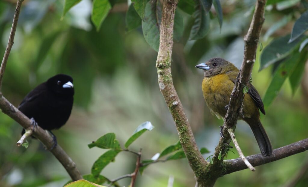 birds, feathers, nature, animal, wildlife, avian, birdwatching, costa rica