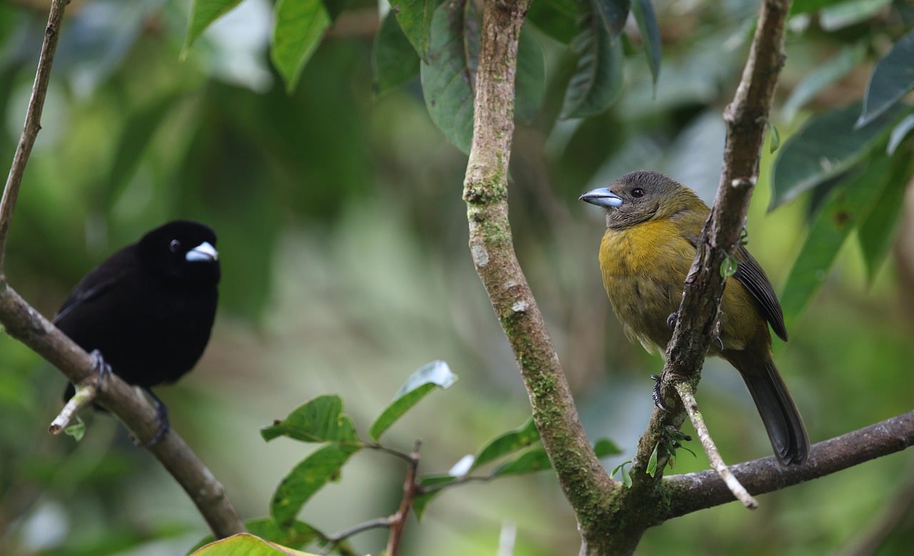 birds, feathers, nature, animal, wildlife, avian, birdwatching, costa rica