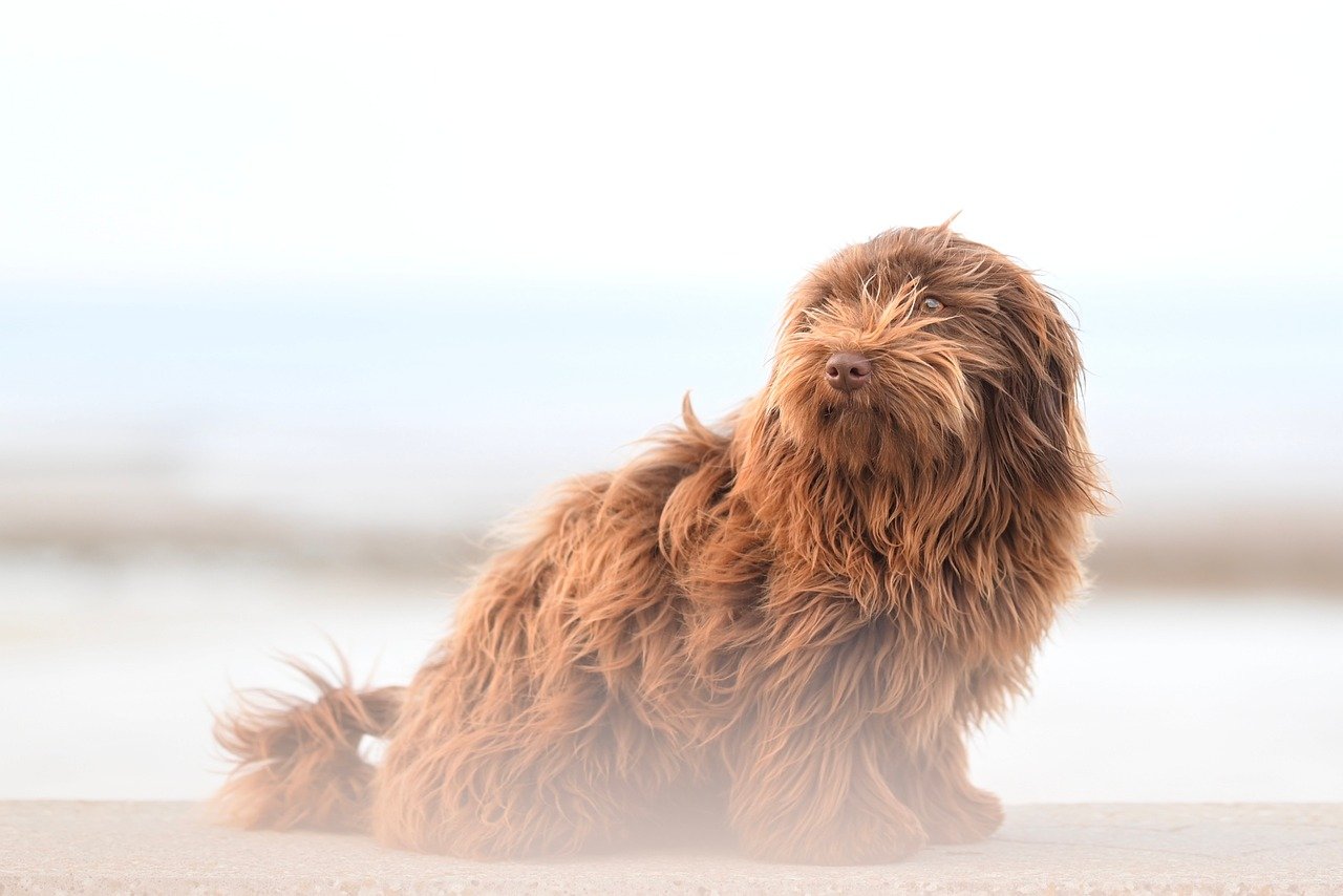 dogs, eurasier, canine, companion, companion dog, plou and valor dogs