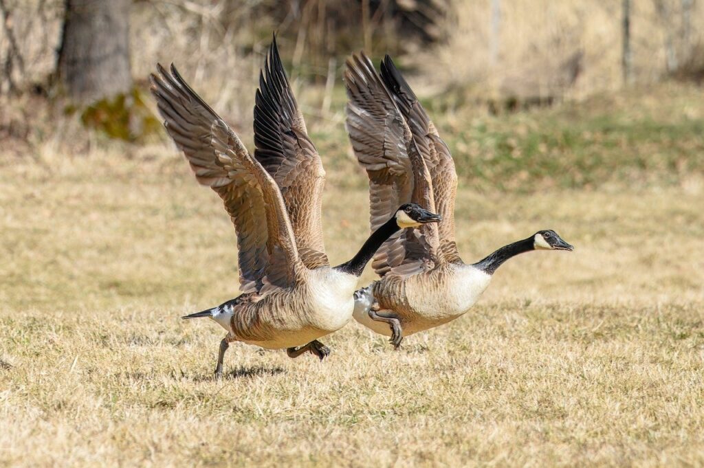 canada goose, migratory birds, water bird, bird, ornithology, wild goose, goose, flying, close up, animal, geese, wild geese, wildlife, plumage, nature, move
