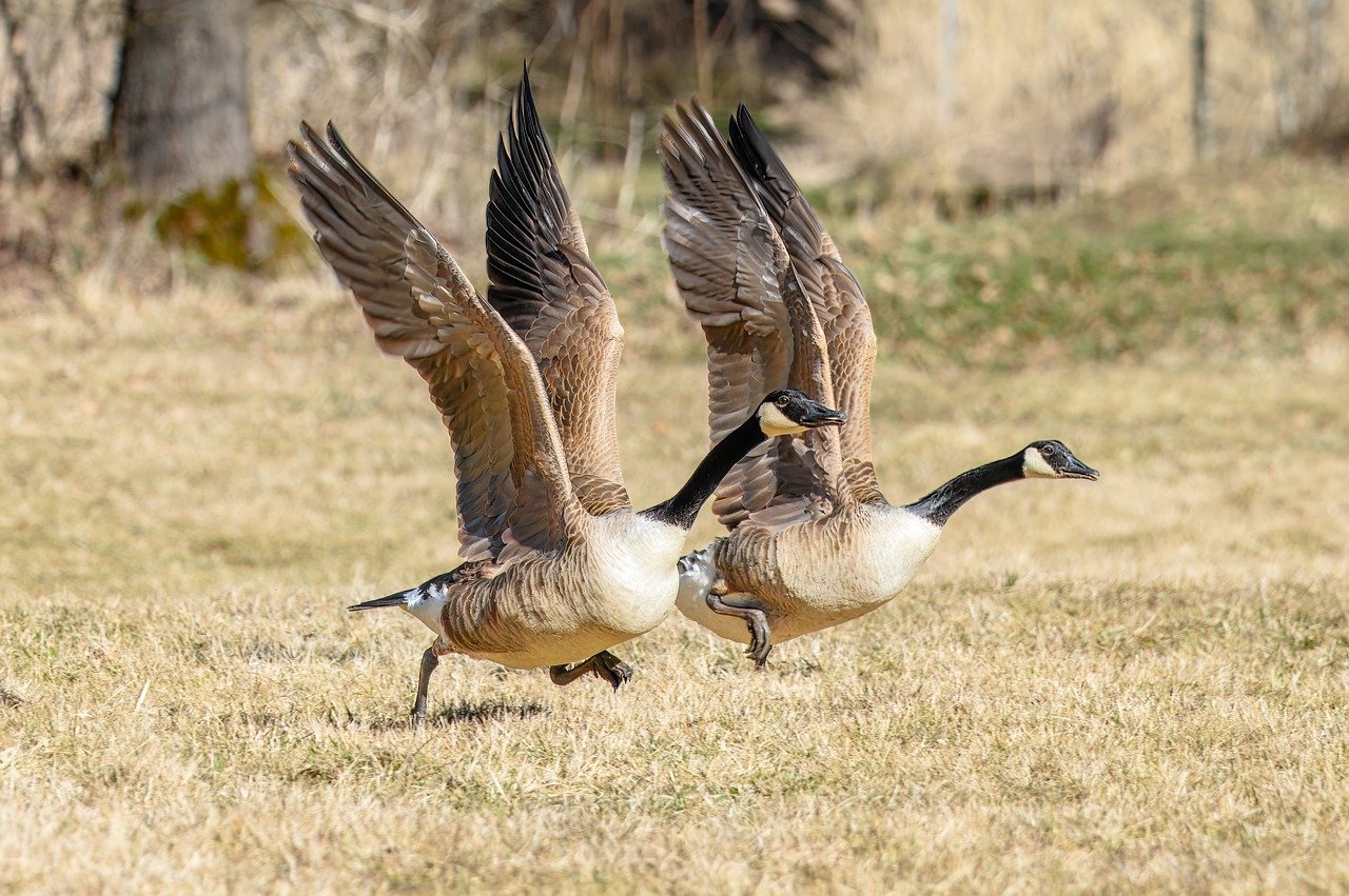canada goose, migratory birds, water bird, bird, ornithology, wild goose, goose, flying, close up, animal, geese, wild geese, wildlife, plumage, nature, move