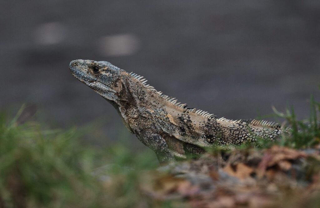 iguana, costa rica, grass, animal, wildlife, mammal, lizard, nature