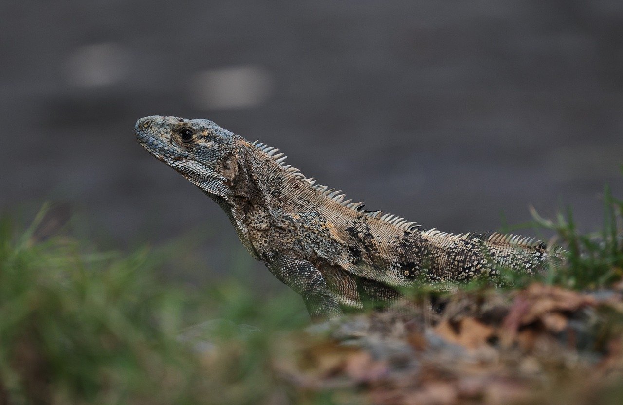 iguana, costa rica, grass, animal, wildlife, mammal, lizard, nature